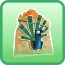 Peacock uncommon