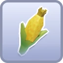 common Corn