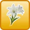 legendary White lily