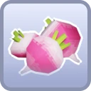 common Radish