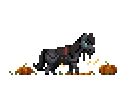 Midnight Rider